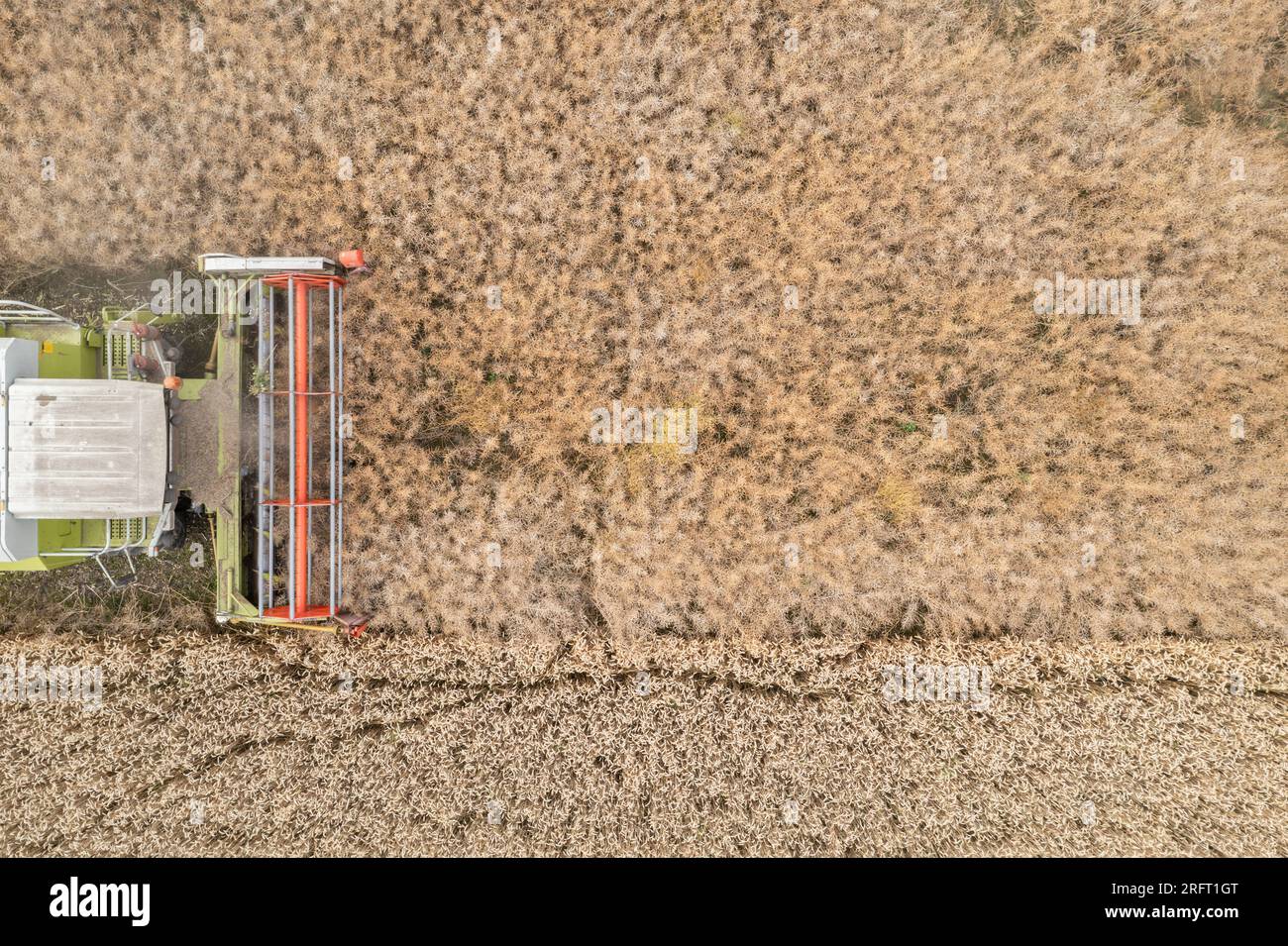 Erntefeld mit Mähdrescher im Sommer. Bei der Ernte auf dem Feld mäht der Mähdrescher Getreide in Nysa, Polen. Luftdrohnenfoto von Harve Stockfoto