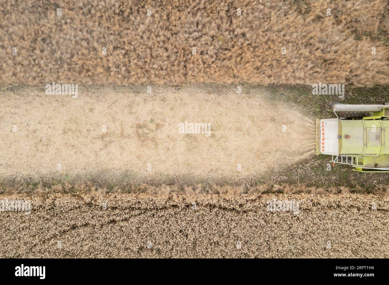 Erntefeld mit Mähdrescher im Sommer. Bei der Ernte auf dem Feld mäht der Mähdrescher Getreide in Nysa, Polen. Luftdrohnenfoto von Harve Stockfoto