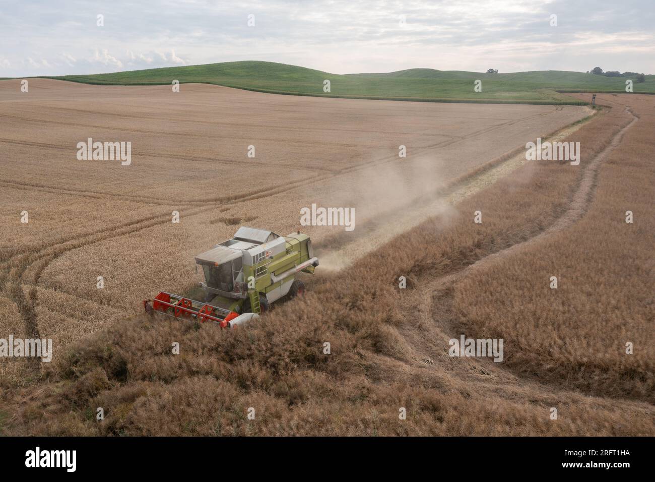 Erntefeld mit Mähdrescher im Sommer. Bei der Ernte auf dem Feld mäht der Mähdrescher Getreide in Nysa, Polen. Luftdrohnenfoto von Harve Stockfoto