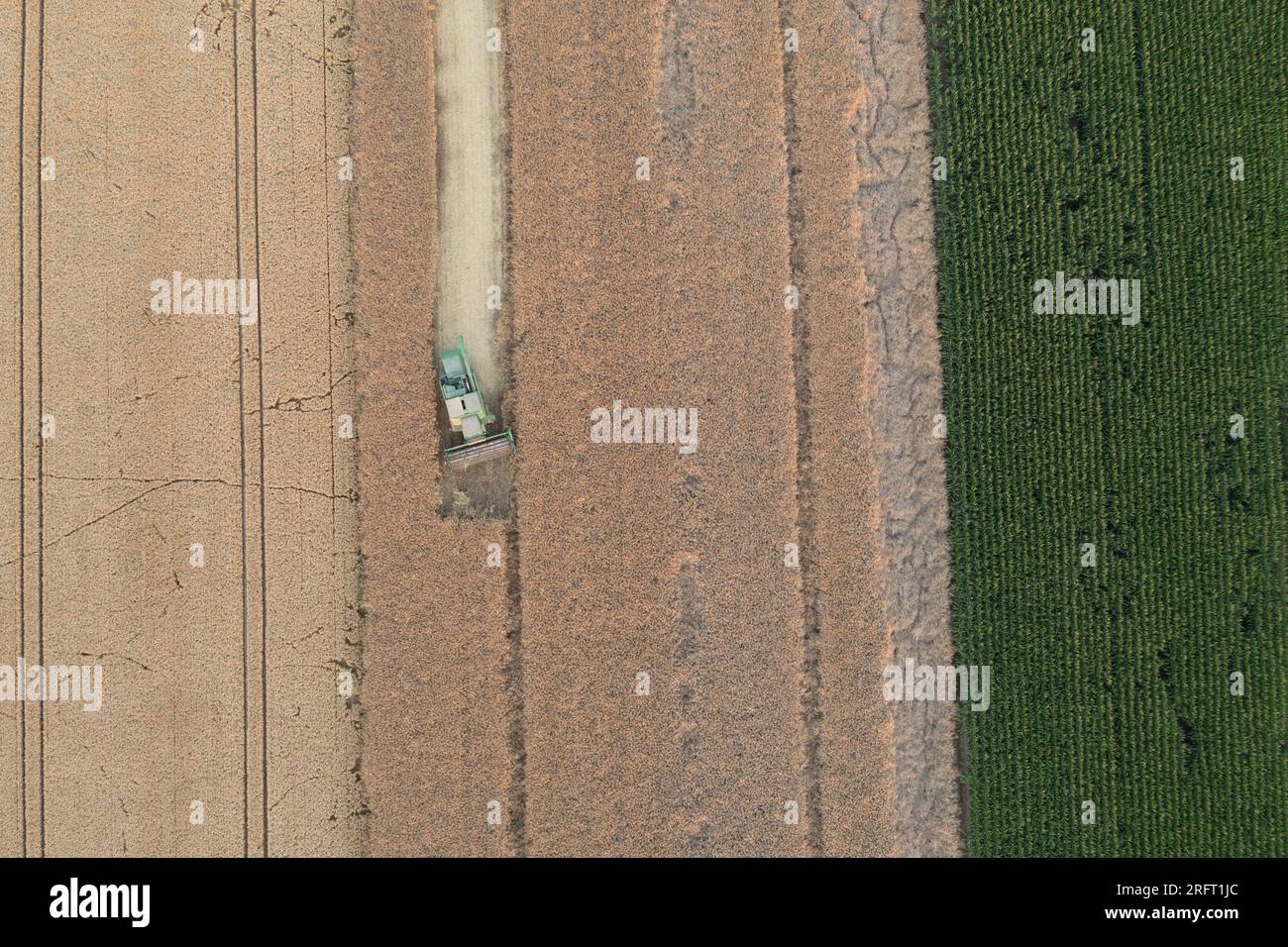 Erntefeld mit Mähdrescher im Sommer. Bei der Ernte auf dem Feld mäht der Mähdrescher Getreide in Nysa, Polen. Luftdrohnenfoto von Harve Stockfoto