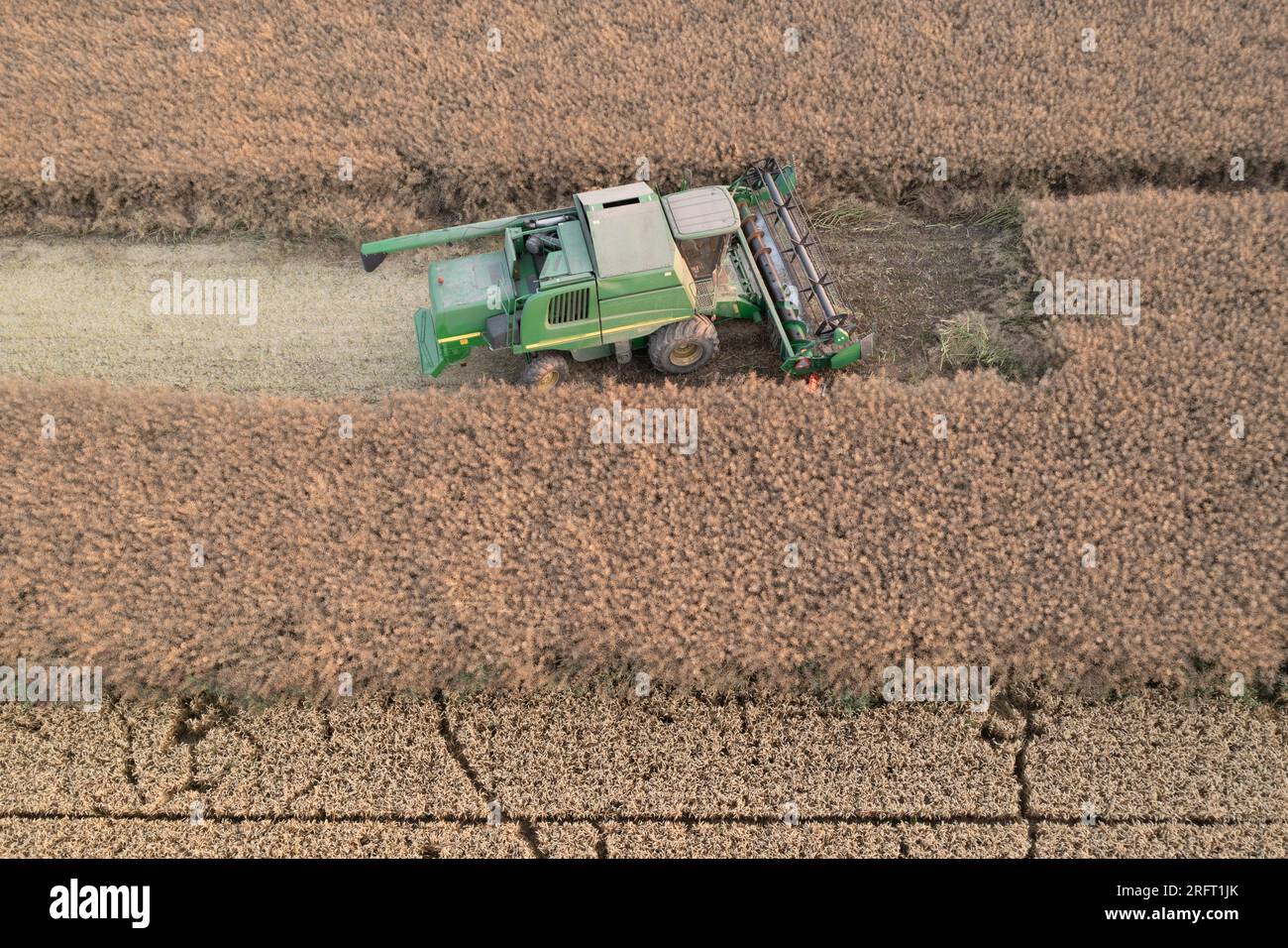 Erntefeld mit Mähdrescher im Sommer. Bei der Ernte auf dem Feld mäht der Mähdrescher Getreide in Nysa, Polen. Luftdrohnenfoto von Harve Stockfoto