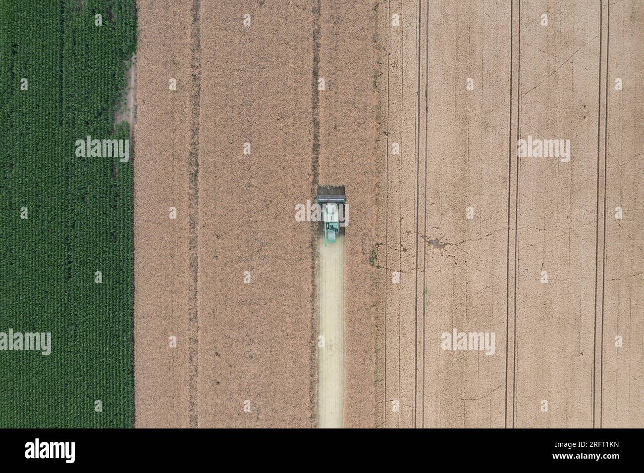 Erntefeld mit Mähdrescher im Sommer. Bei der Ernte auf dem Feld mäht der Mähdrescher Getreide in Nysa, Polen. Luftdrohnenfoto von Harve Stockfoto