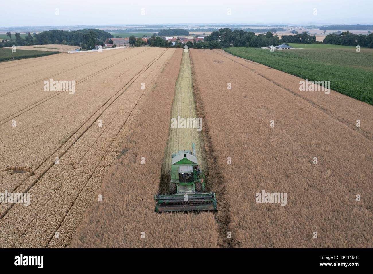 Erntefeld mit Mähdrescher im Sommer. Bei der Ernte auf dem Feld mäht der Mähdrescher Getreide in Nysa, Polen. Luftdrohnenfoto von Harve Stockfoto