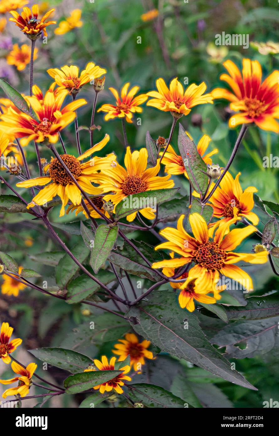Falsche Sonnenblume eine Art Heliopsis ist eine Gartenvariatale im oberen Mittleren Westen. Vorstadtgarten, will County, Illinois Stockfoto