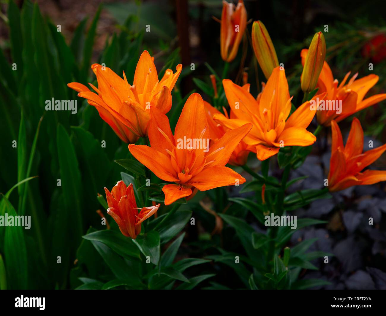 Auftakt der Sommerblüte mit Doppelblumen Kürbis-Orange-Garten Lilium Scoubidou. Stockfoto