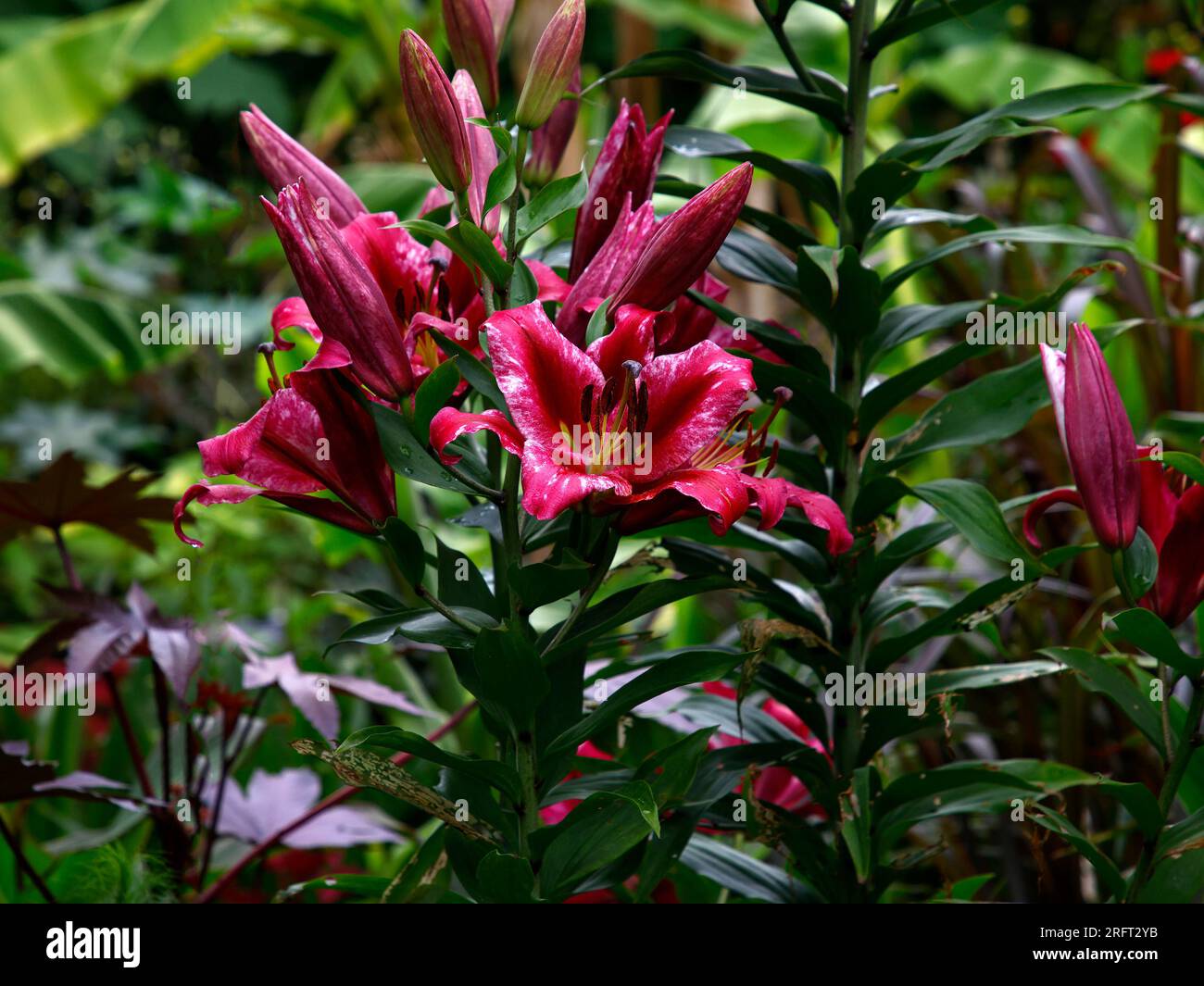 Nahaufnahme der exotischen Sommerblüten-Lilienblüten-Zwiebel Lilium Pink-Explosion. Stockfoto