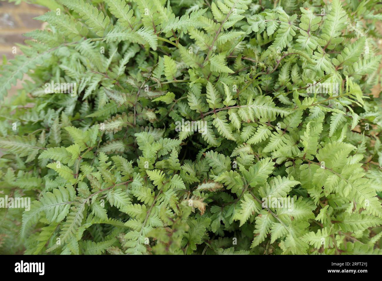 Nahaufnahme der grünen Blätter der schattenliebenden Gartenpflanze athyrium niponicum pictum oder Painted Lady Farn. Stockfoto