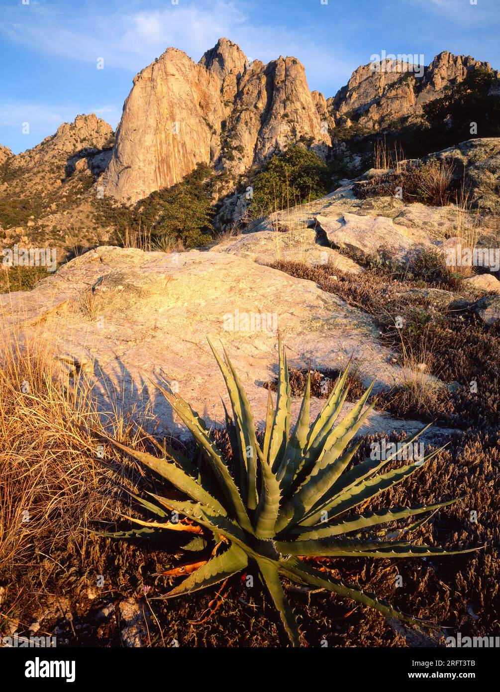Century Plant und Pusch Ridge in den Santa Catalina Mountains, Arizona Stockfoto