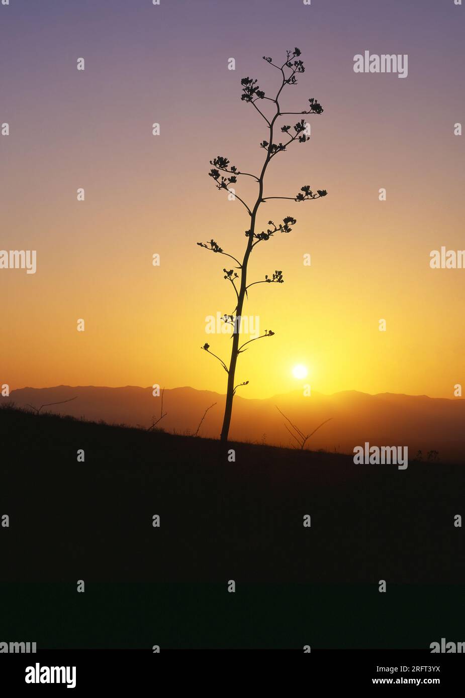 Century Plant steht allein bei Sonnenuntergang in den Santa Catalina Mountains, Arizona Stockfoto