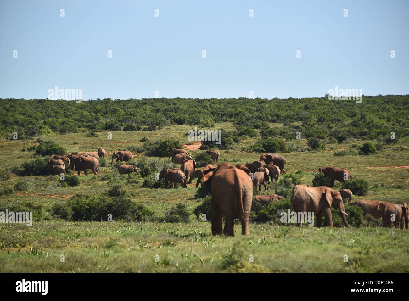 Großformatige Panoramaaufnahme einer Herde wilder Elefanten im Addo National Elephant Park in Südafrika. Stockfoto