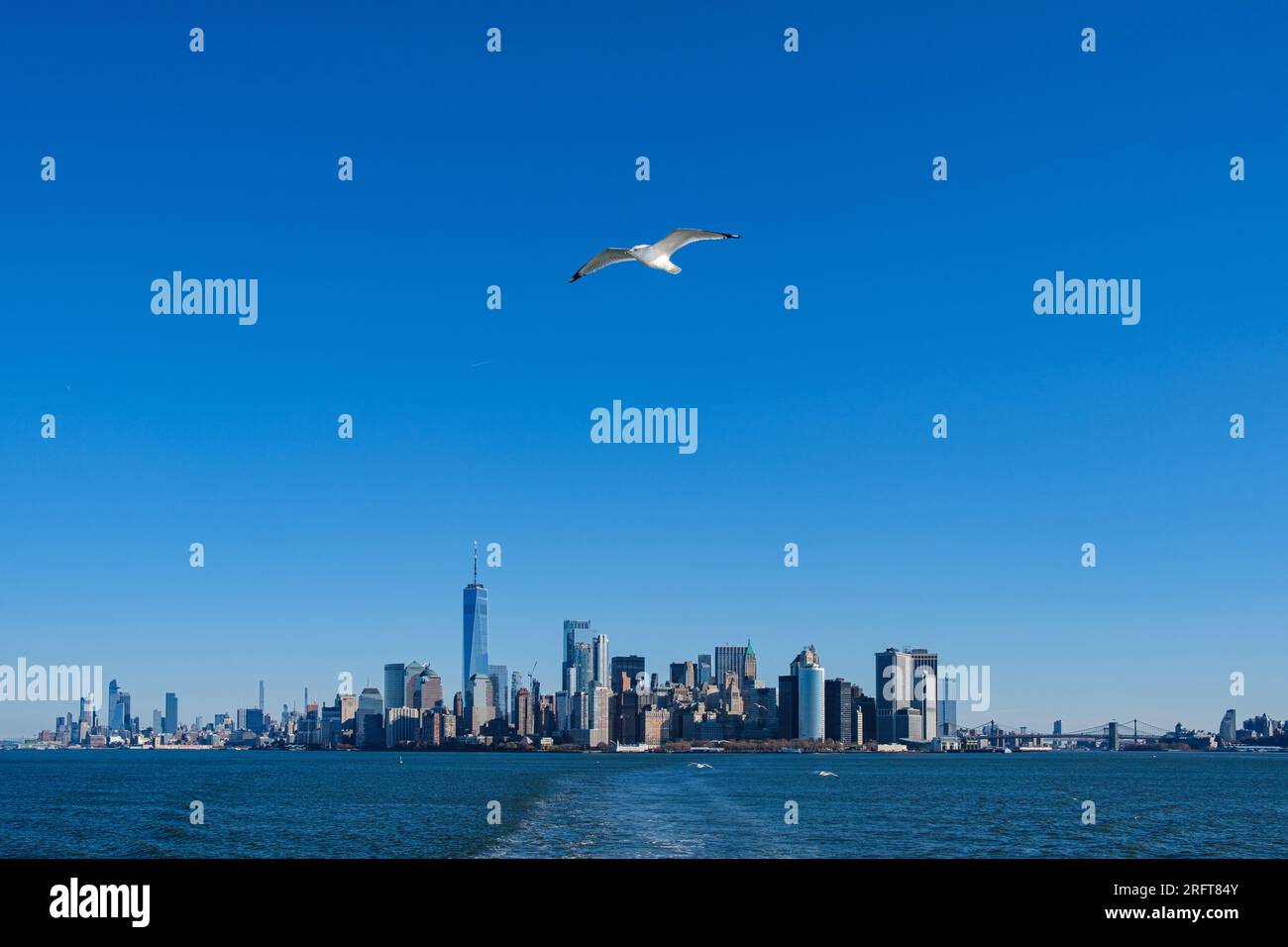 Seagull schweift aus Manhattans Umarmung und sucht Trost am offenen Himmel. Städtische Flucht und neu entdeckte Freiheit Stockfoto