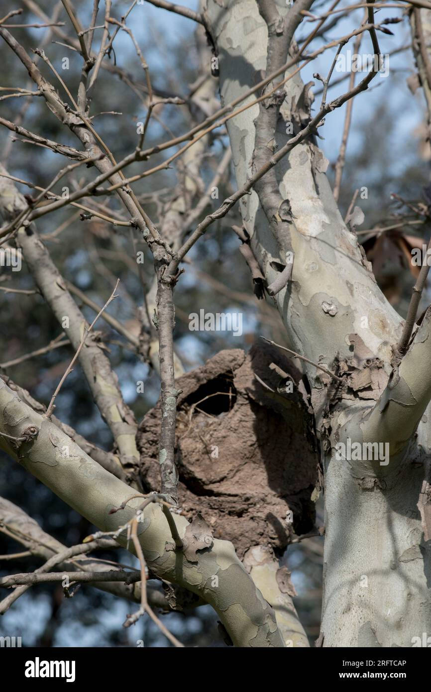 Hornero-Nester in den Zweigen eines Baumes. Furnarius rufus Stockfoto