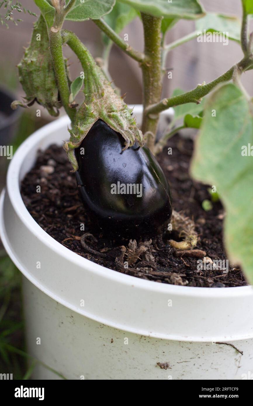 Ernten Sie frische Auberginen im Topfgarten Stockfoto