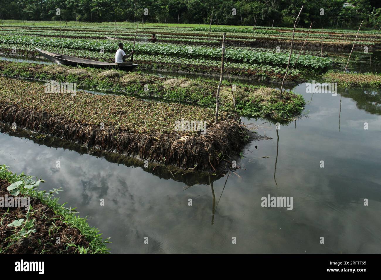 Die schwimmende Landwirtschaft ist eine traditionelle landwirtschaftliche Praxis in Bangladesch, die aus Pflanzenmaterial schwimmende Flöße in wasserdurchlässigen Gebieten herstellt. Stockfoto