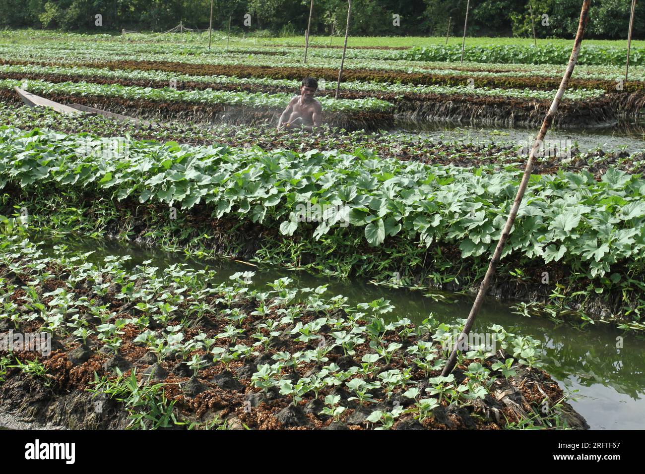 Die schwimmende Landwirtschaft ist eine traditionelle landwirtschaftliche Praxis in Bangladesch, die aus Pflanzenmaterial schwimmende Flöße in wasserdurchlässigen Gebieten herstellt. Stockfoto