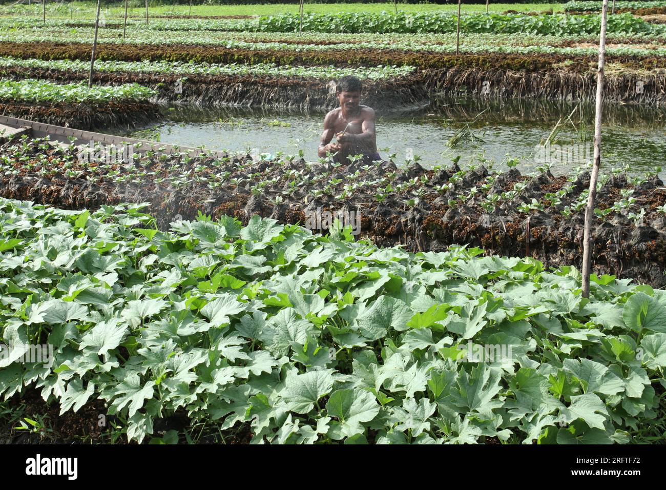 Die schwimmende Landwirtschaft ist eine traditionelle landwirtschaftliche Praxis in Bangladesch, die aus Pflanzenmaterial schwimmende Flöße in wasserdurchlässigen Gebieten herstellt. Stockfoto