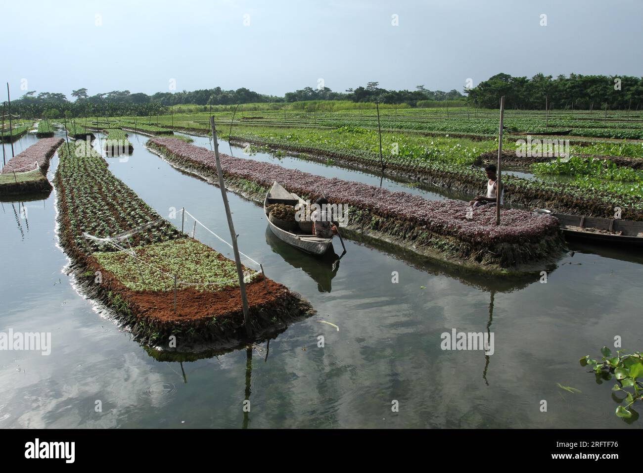 Die schwimmende Landwirtschaft ist eine traditionelle landwirtschaftliche Praxis in Bangladesch, die aus Pflanzenmaterial schwimmende Flöße in wasserdurchlässigen Gebieten herstellt. Stockfoto