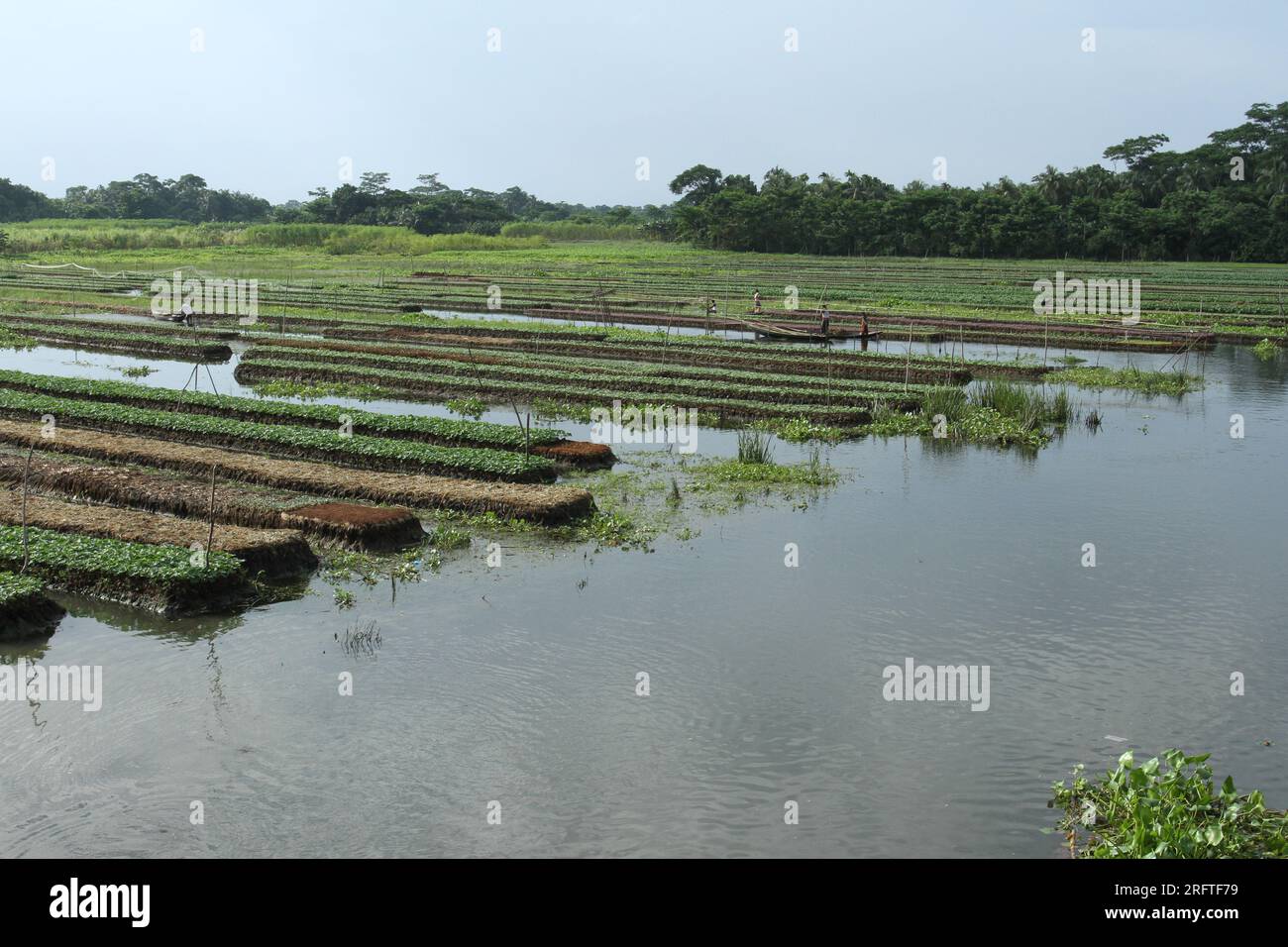 Die schwimmende Landwirtschaft ist eine traditionelle landwirtschaftliche Praxis in Bangladesch, die aus Pflanzenmaterial schwimmende Flöße in wasserdurchlässigen Gebieten herstellt. Stockfoto