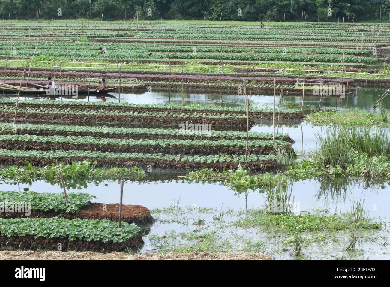 Die schwimmende Landwirtschaft ist eine traditionelle landwirtschaftliche Praxis in Bangladesch, die aus Pflanzenmaterial schwimmende Flöße in wasserdurchlässigen Gebieten herstellt. Stockfoto