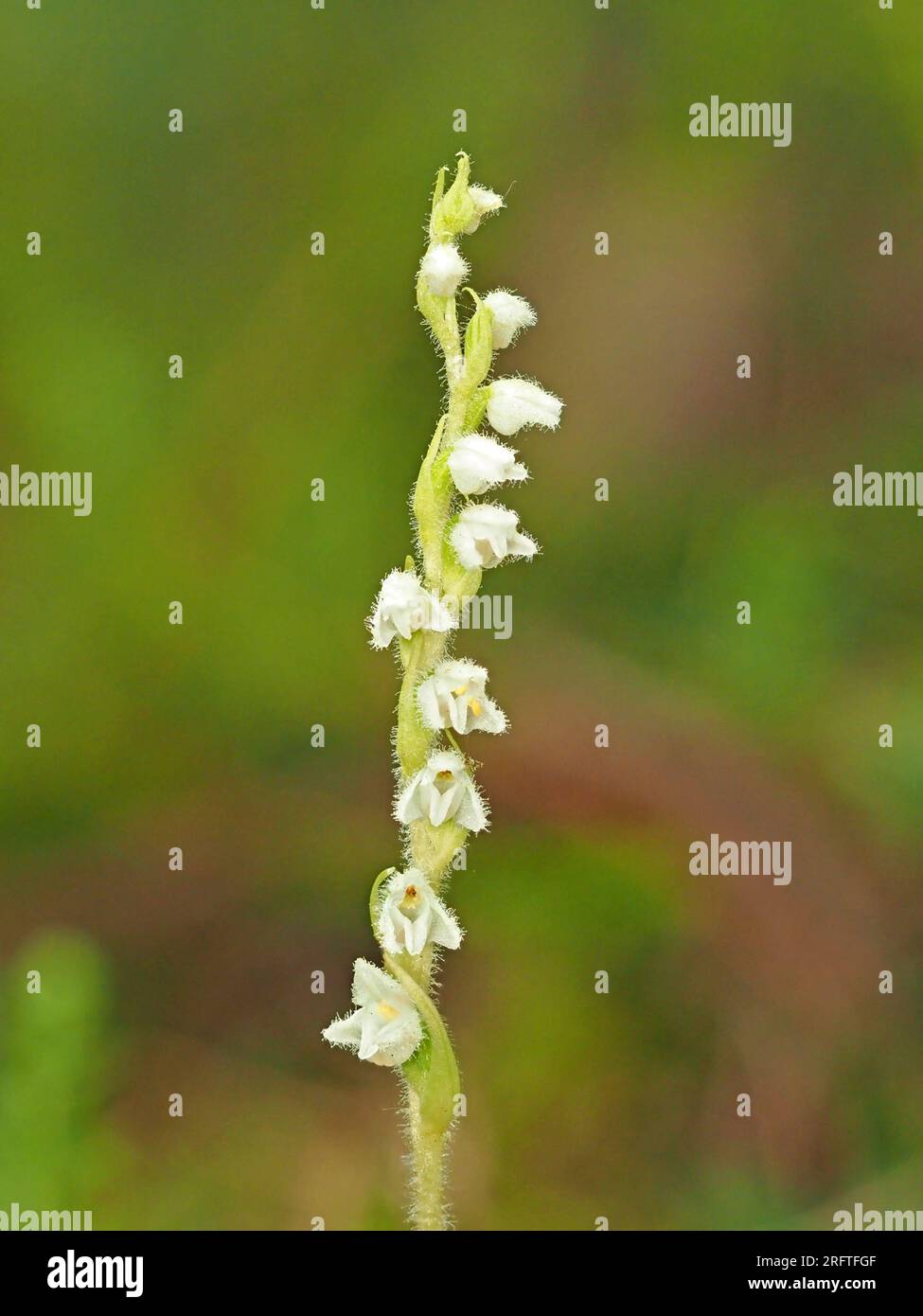 Winzige weiße Blumen auf Blütenspitze von schleichenden Damen-Tressen (Goodyera repens) Orchidee, auch bekannt als Zwerg-Klapperschlange Plantain/kleiner Klapperschlangen Plantain in den USA Stockfoto