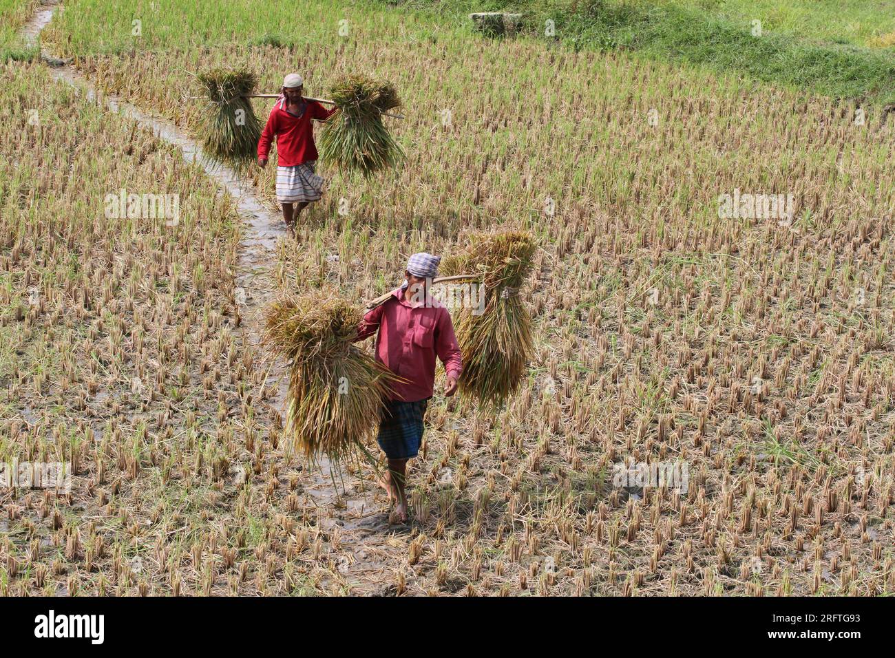 Bangladesch, berühmt für die Herstellung verschiedener Sorten aromatischen Reises. Stockfoto