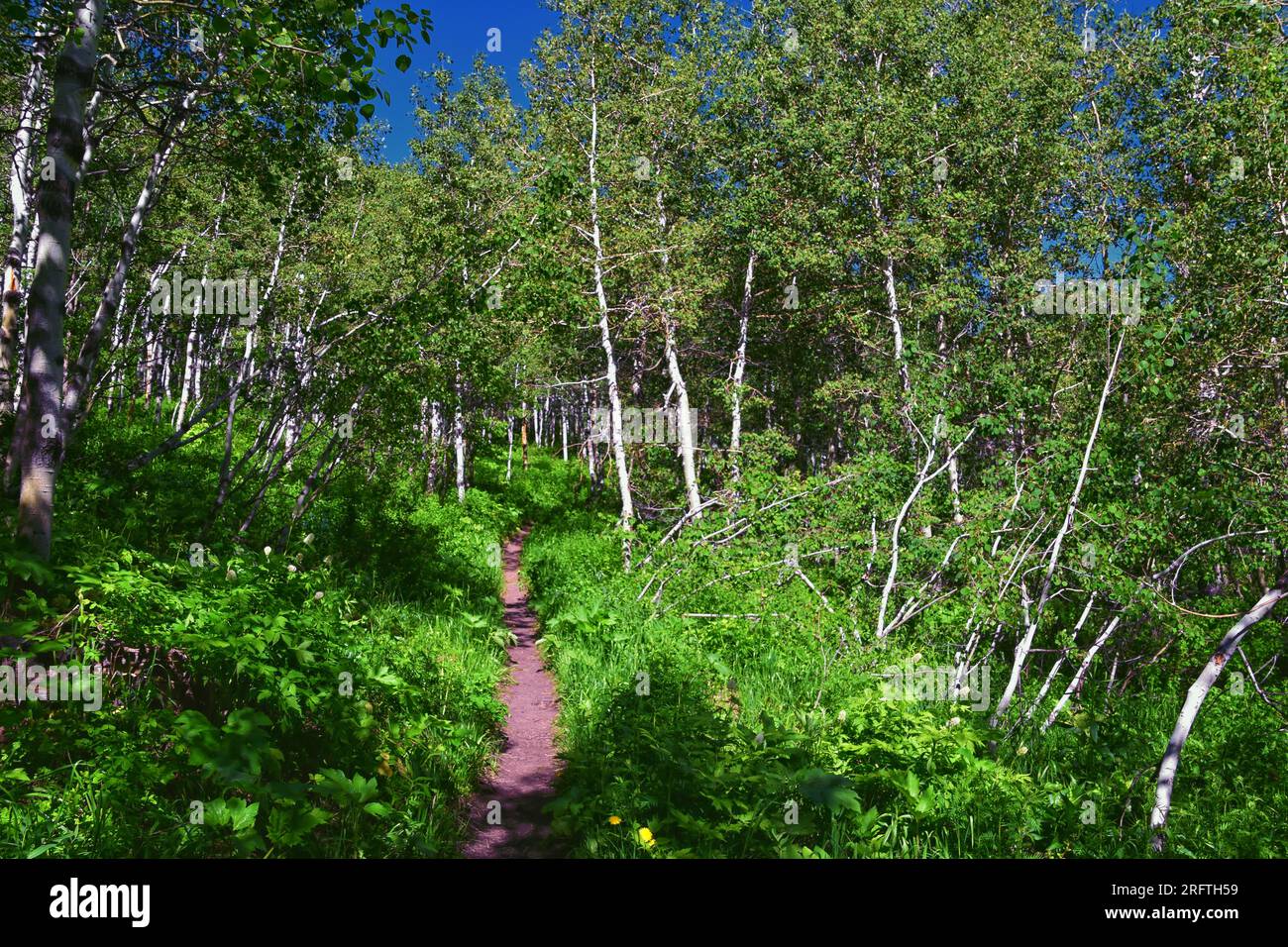 Timpanogos zurück Primrose Overlook Horse Spring Wanderweg Blick Wasatch Rocky Mountains, Utah. Vereinigte Staaten. Stockfoto