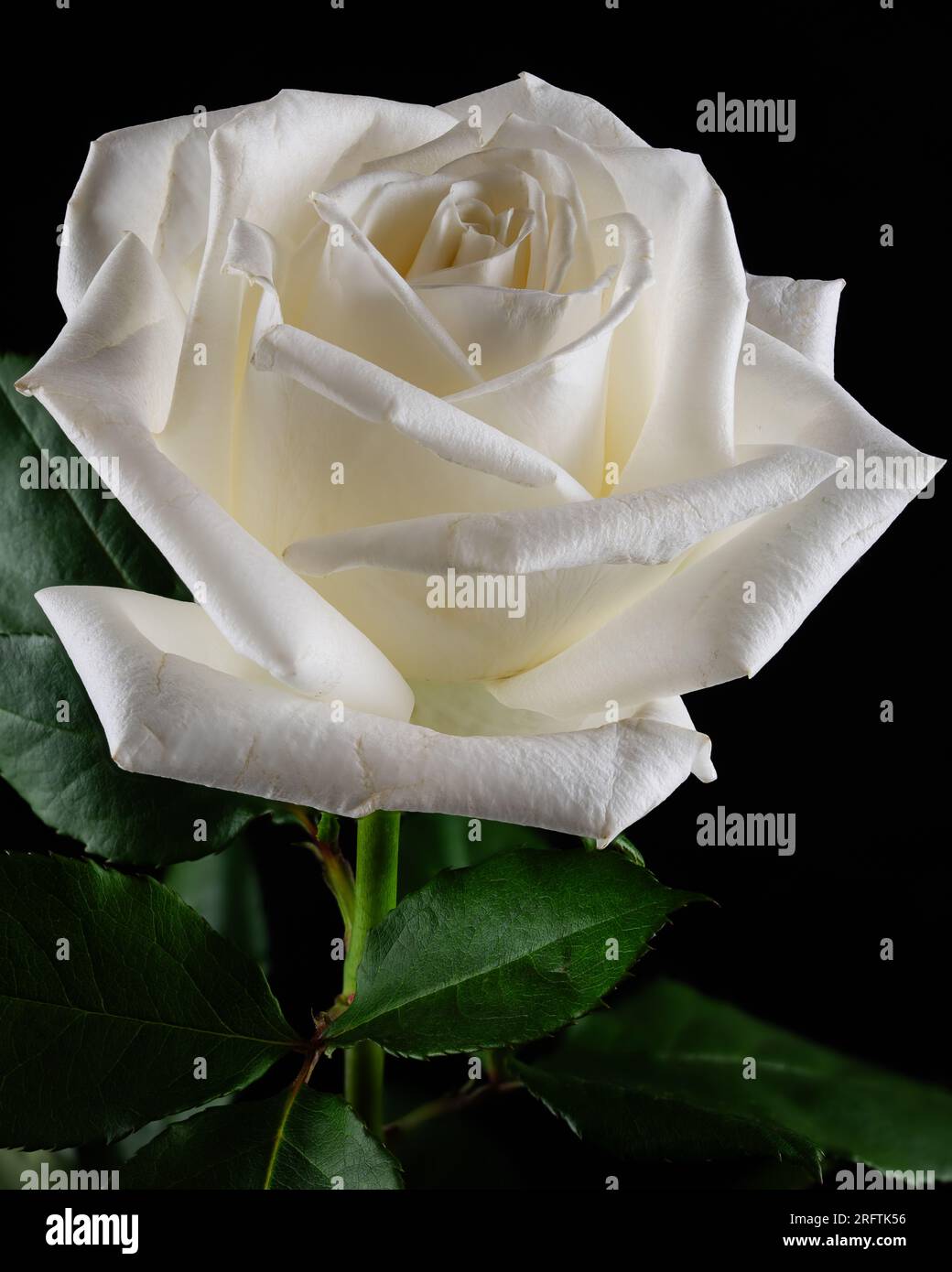 Rote und weiße und weiße Rosen mit grünen Blättern auf einem dunklen und geheimnisvollen Hintergrund. Eine der roten und weißen Rosen ist in einer verdrehten, klaren Vase. Stockfoto