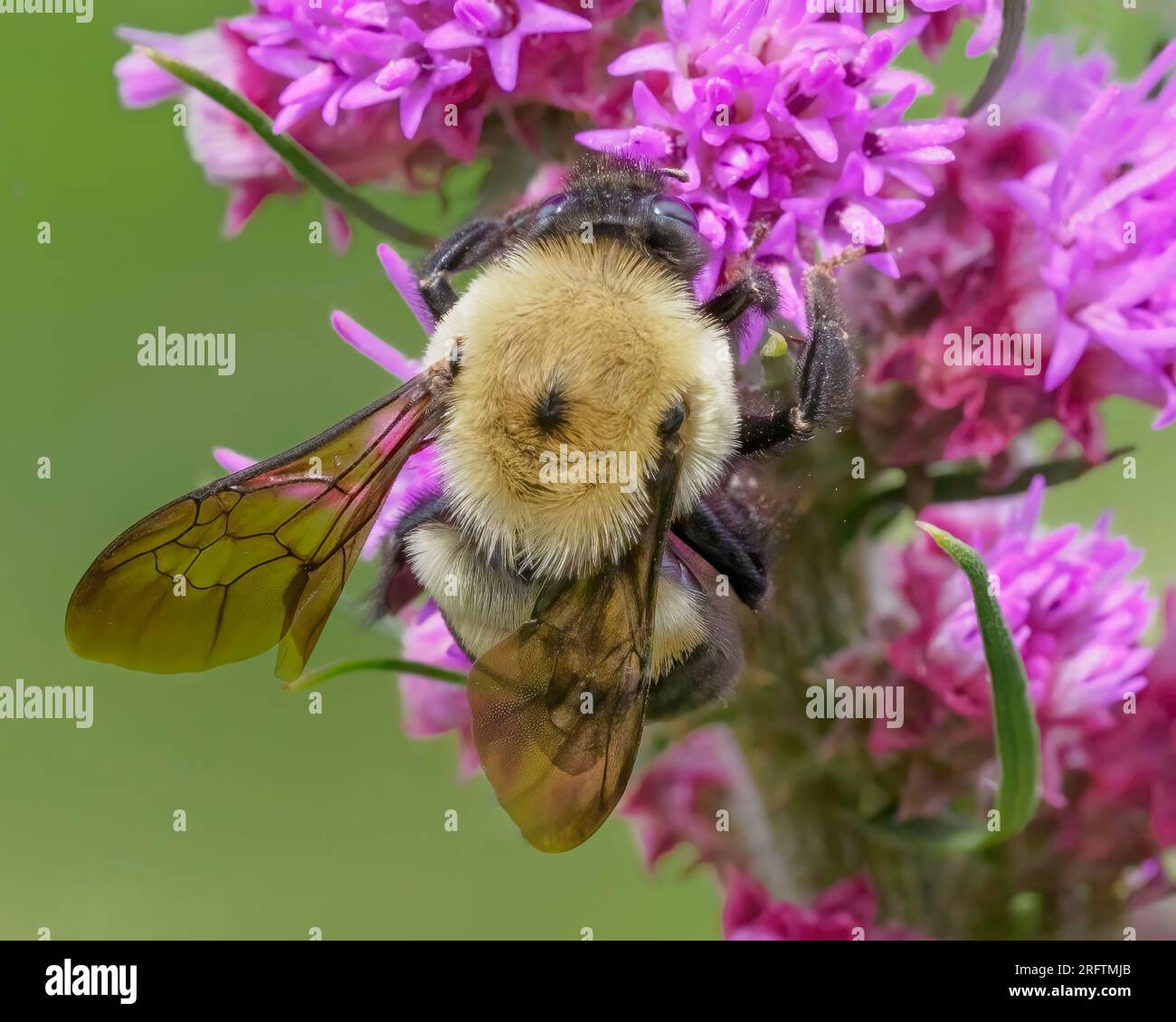 Östliche Zimmermannsbiene (Xylocopa virginica) auf der Prairie Blazing Star. Stockfoto