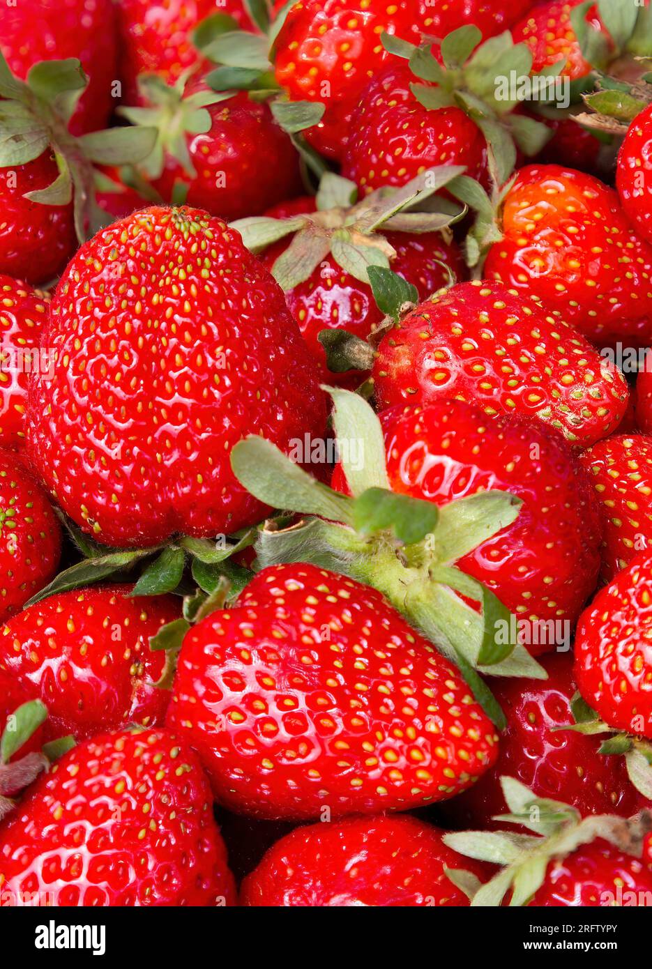 Eine Reihe von frischen Erdbeeren Stockfoto