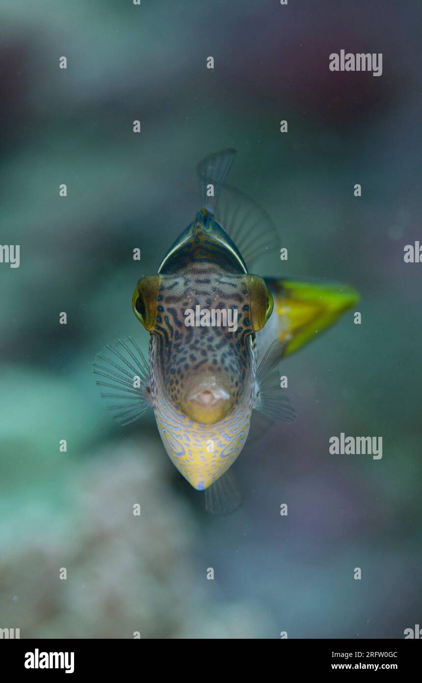 Imitiert Filefish, Paraluteres prionurus, der den hochgiftigen Pufferfisch mit Sattel Puffer nachahmt, Canthigaster valentini, Tanjung Muara Tauchplatz, S. Stockfoto