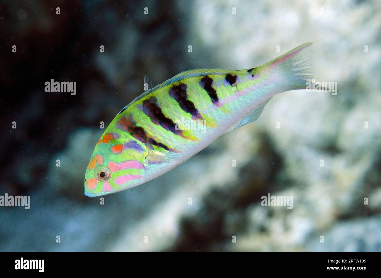 Sixbar Wrasse, Thalassoma hardwicke, Beacon Slope Dive Site, Nyata Island, nahe Alor, Indonesien Stockfoto