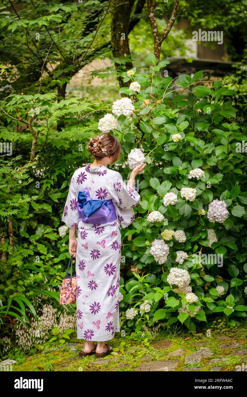 Rückansicht einer Frau mit japanischem Yukata-Sommerkimono, die neben blühenden Hortensien steht. Kyoto, Japan. Stockfoto