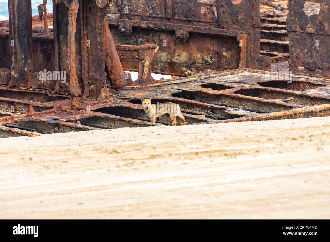 Dingo stand neben dem Schiffswrack SS Maheno auf Fraser Island, K'gari, Queensland, Australien Stockfoto