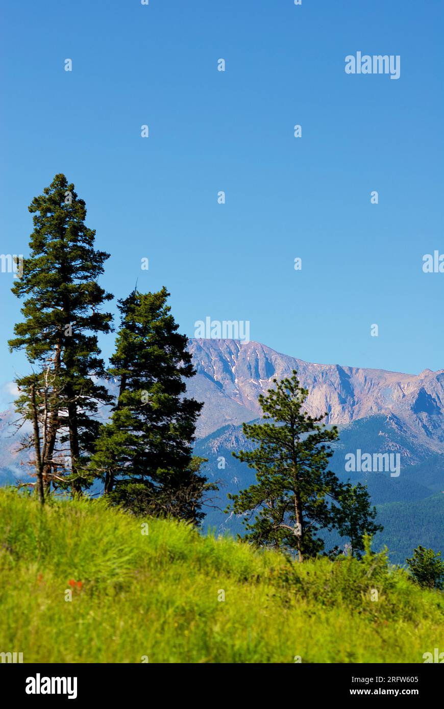 Woodland Park, Colorado, USA - 21. Juli 2023: Drei Kiefern stehen vor der Kulisse des Pikes Peak, einem beliebten Viertel der Front Range. Stockfoto