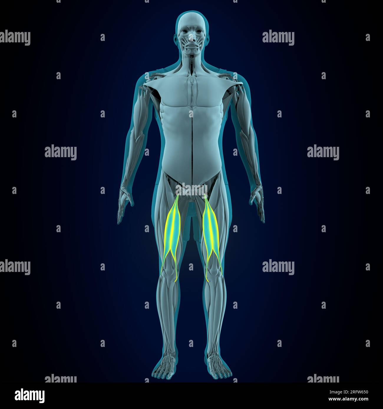 Männliche menschliche Grazilen, Lliopsoen, sartorius, Pectineus, Rectus femoris Muskeln, Anatomiesystem. 3D Abbildung Stockfoto