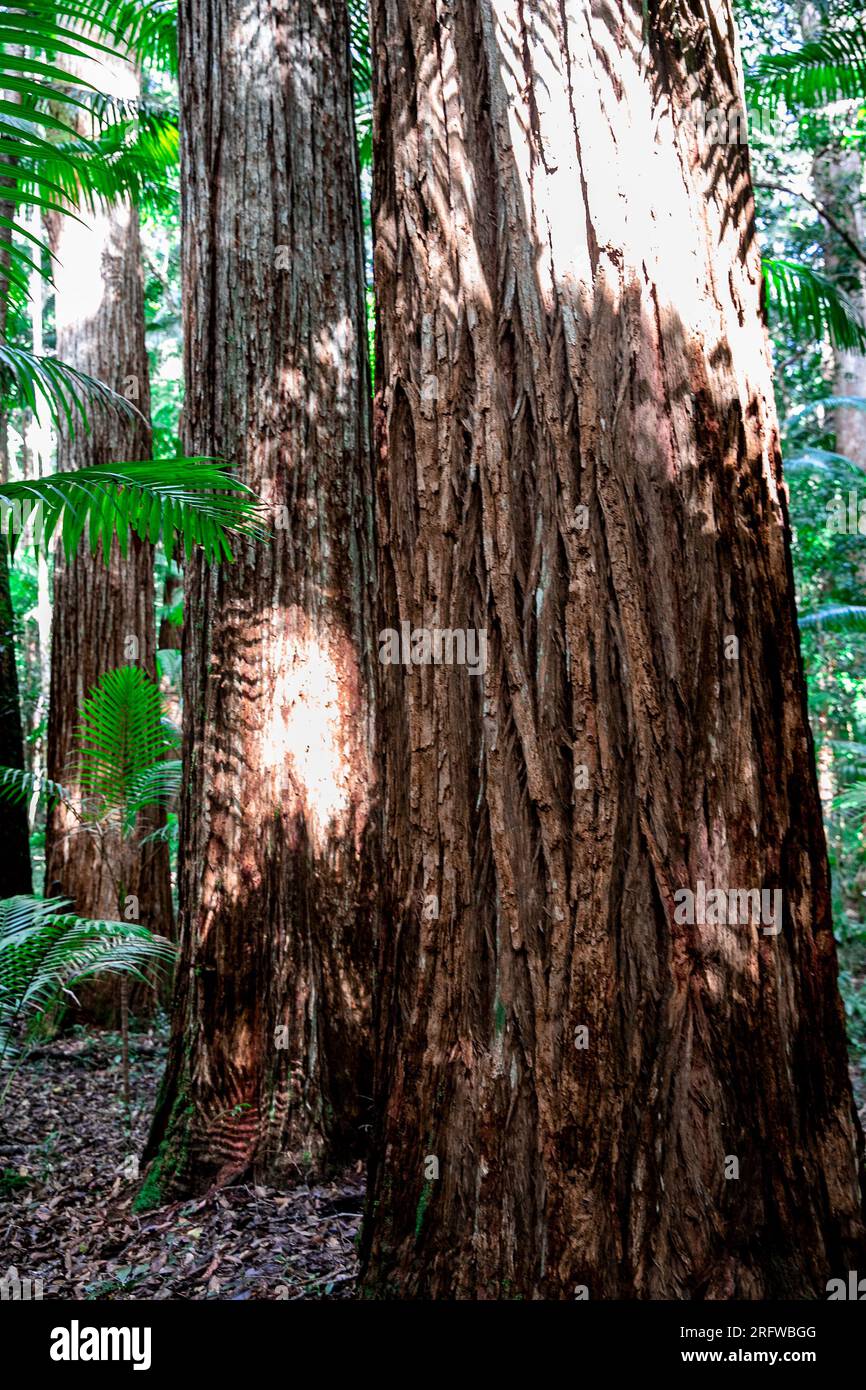 Fraser Island und riesige uralte Satinay Hartholzbäume (Syncarpia hilii) im Regenwald Pile Valley, K'gari, Queensland, Australien Stockfoto