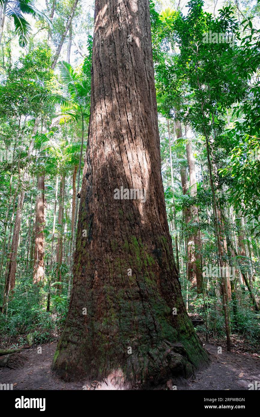 Fraser Island und riesige uralte Satinay Hartholzbäume (Syncarpia hilii) im Regenwald Pile Valley, K'gari, Queensland, Australien Stockfoto