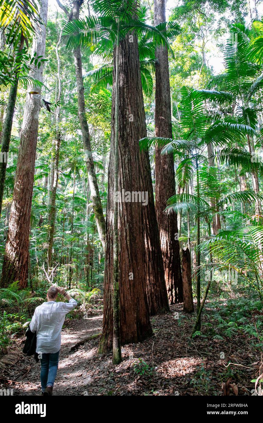 Satinay Trees auf Fraser Island, Model freigegebene Frau geht zu den riesigen alten Bäumen im Wald, Queensland, Australien, K'gari Stockfoto