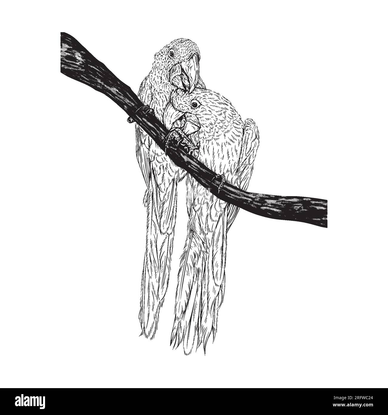 Abbildung: Zwei Hyazinthen-Aras zeichnen Grunge-Vektor-Konturen des Tieres Stock Vektor