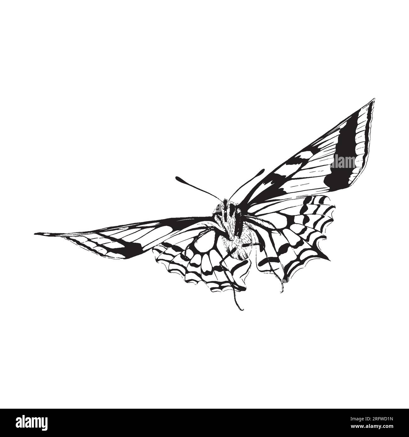 Abbildung: Schmetterlingsskizze mit Grunge-Vektorskizze Stock Vektor