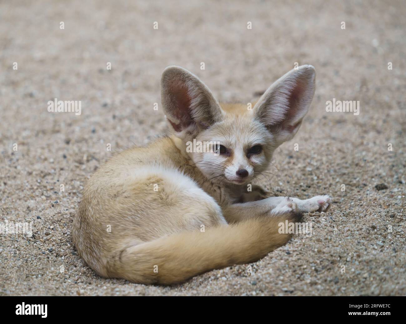 fennek Fox (Vulpes zerda) ist ein kleiner Fuchs in der Sahara Stockfoto