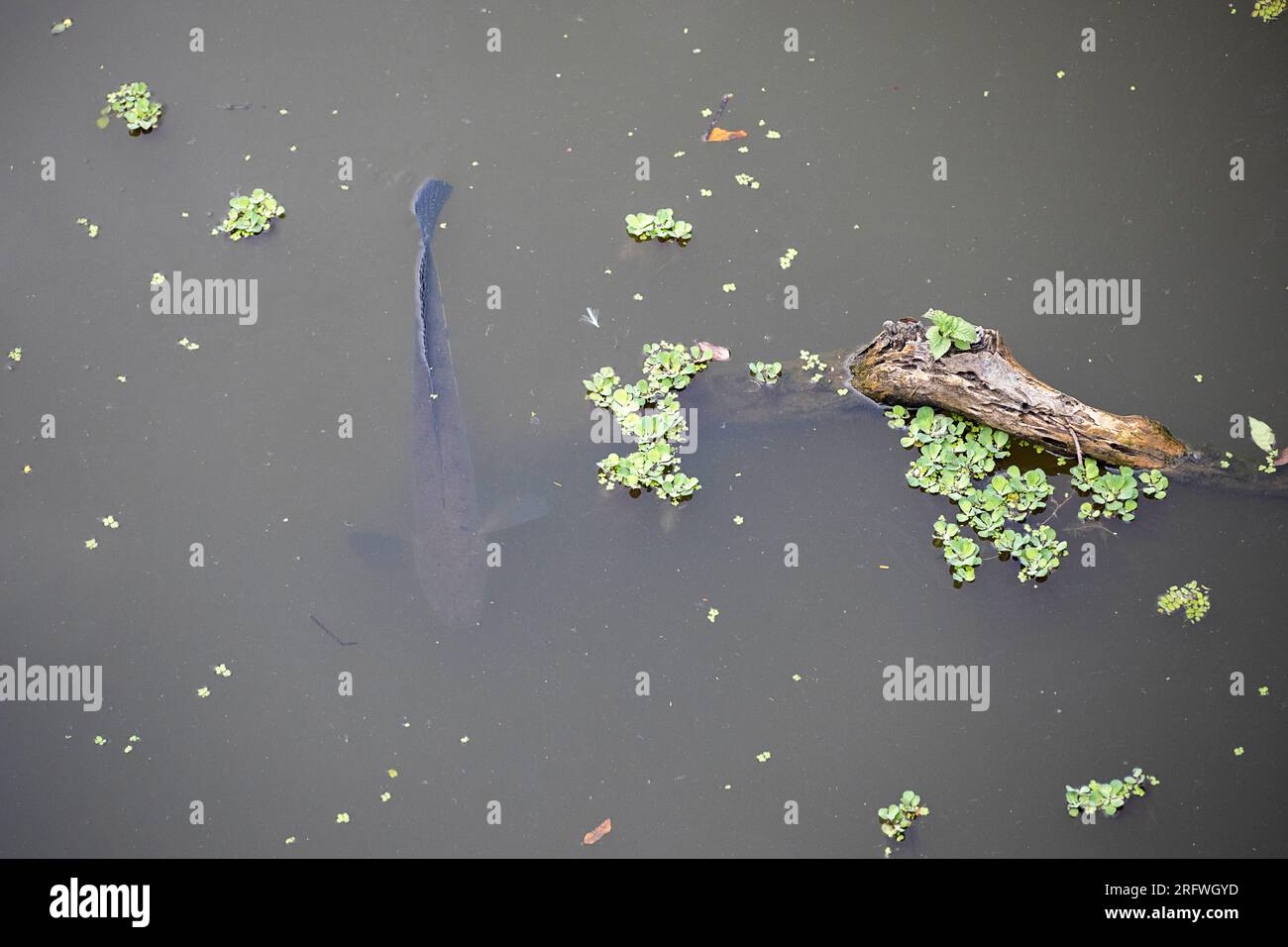 Großer Fischschlangenkopf in einem kleinen Fluss im Kaziranga-Nationalpark im indischen Bundesstaat Assam Stockfoto