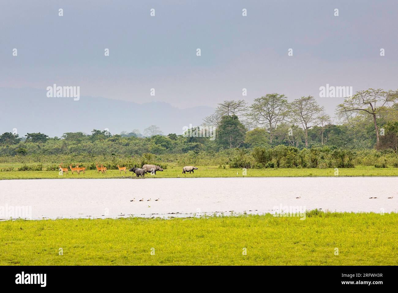 Indische Nashörner oder größere einhörnige Nashörner, am Ufer eines Sees im Kaziranga-Nationalpark im indischen Bundesstaat Assam Stockfoto