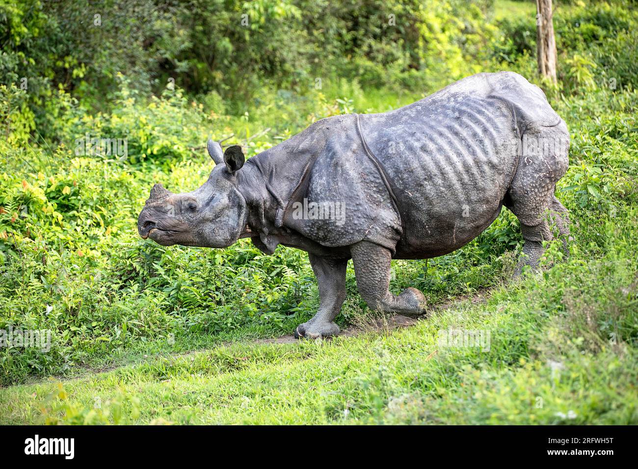 Wunderschönes Nahfoto eines indischen Rhinozeros auf einem kleinen Wildtierpfad im Kaziranga-Nationalpark im indischen Bundesstaat Assam Stockfoto