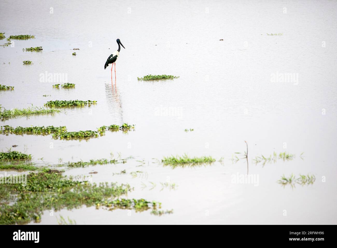 Ein Schwarzhalsstorch im Kaziranga-Nationalpark, Assam, Indien Stockfoto