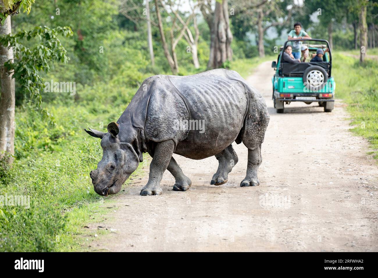 Ein Nashorn überquert die unbefestigte Straße, während eine Gruppe von Touristen vom Safari-Fahrzeug im Kaziranga-Nationalpark, Assam, Indien aus zusieht Stockfoto