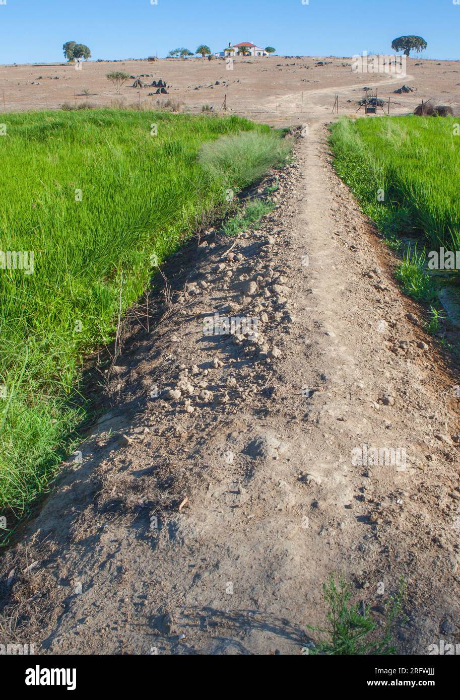 Reisfeld von Vegas Altas del Guadiana, Badajoz, Spanien. Dryland State im Hintergrund Stockfoto