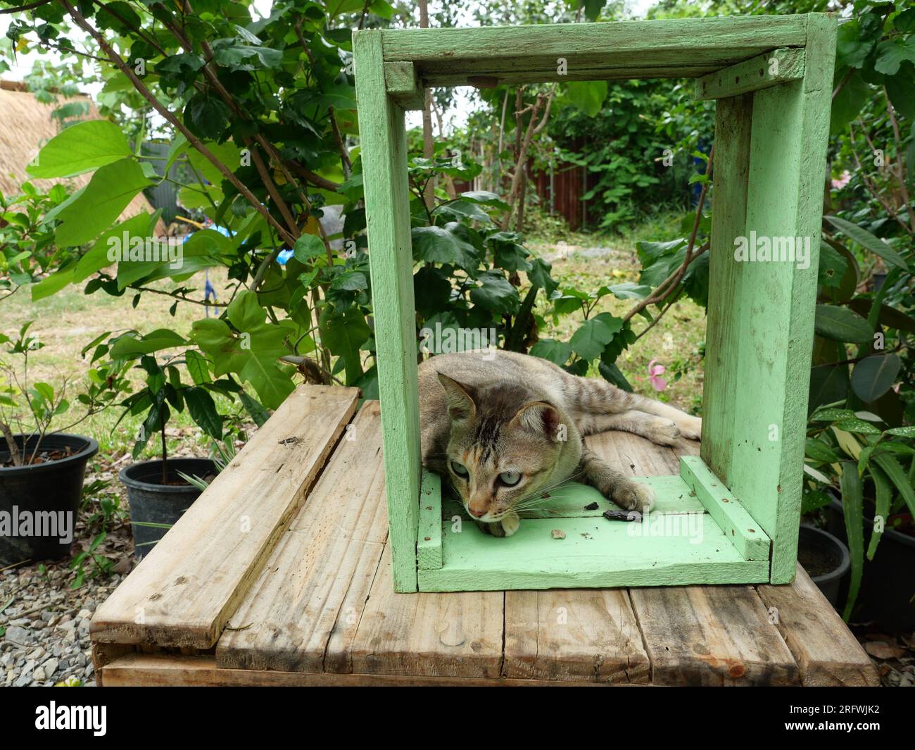 Tabby-Katze ruht mit grünem Holzkasten im Garten, süßes Kätzchen-Verhalten Stockfoto