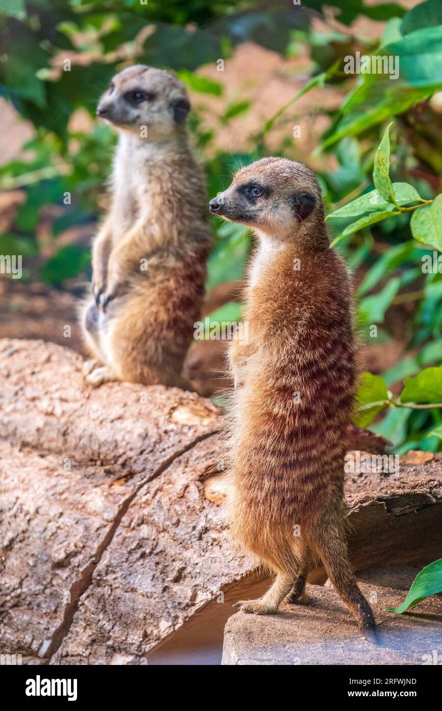 Zwei süße, neugierige Erdmännchen stehen auf ihren Hinterbeinen auf einem sandigen Hügel und schauen weg. Zwei Erdmännchen stehen auf ihren Hinterbeinen. Stockfoto Zwei süße, neugierige Erdmännchen stehen auf ihren Hinterbeinen auf einem sandigen Hügel und schauen weg. Zwei Erdmännchen stehen auf ihren Hinterbeinen. Stockfoto