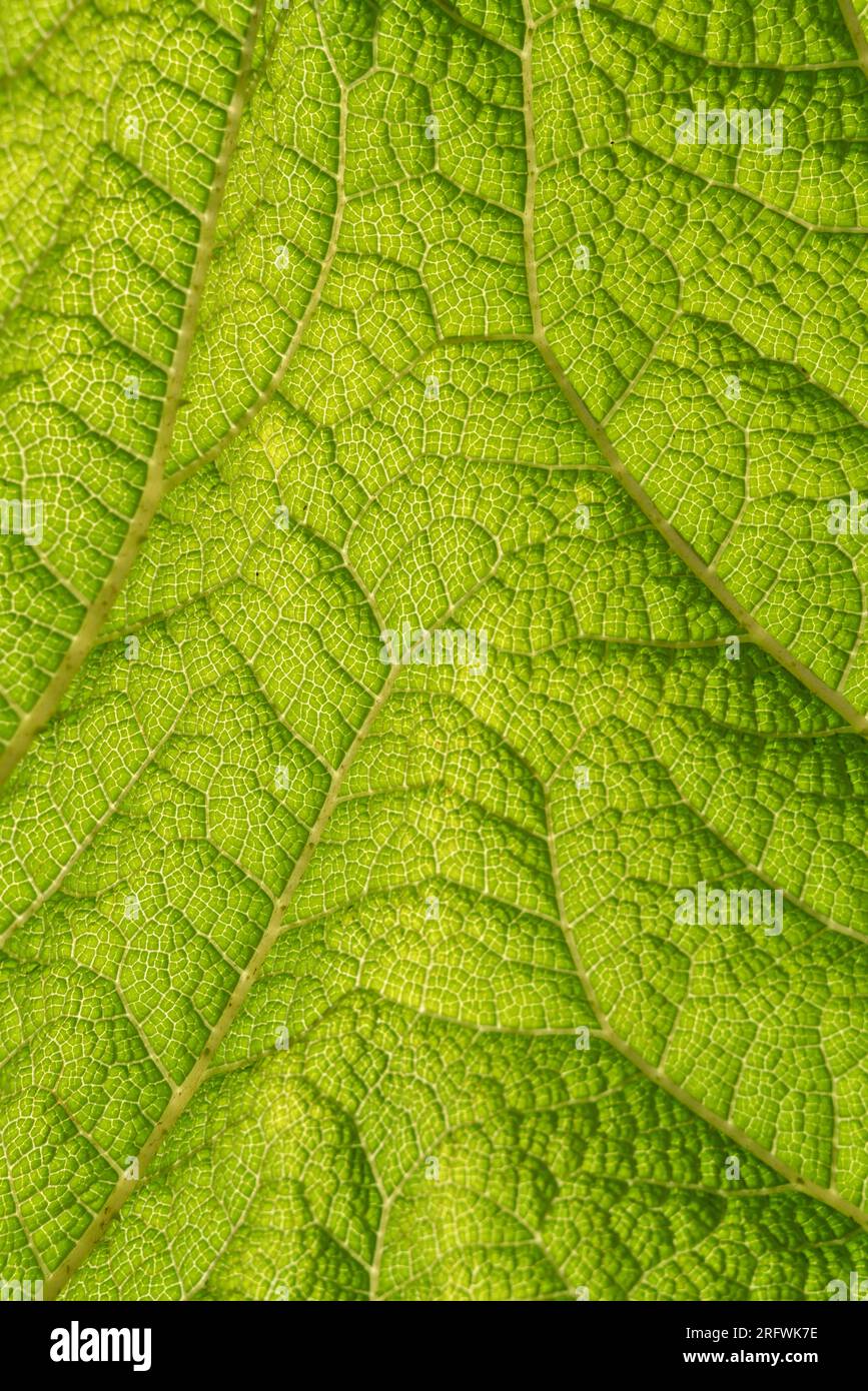 Grünes Gunnera-Blatt Stockfoto